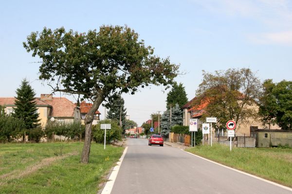 Křičeň, 17.9.2011
Třešeň na jižním okraji obce.
Klíčová slova: Křičeň vjezd Anthaxia candens