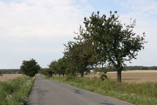 Pravy, 17.9.2011
Třešňová alej u silnice na Křičeň.
Klíčová slova: Pravy Anthaxia candens