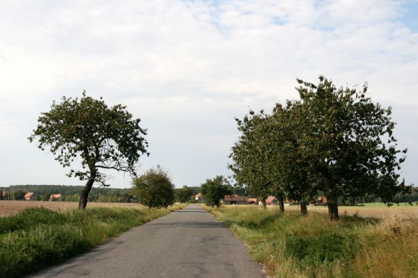 Pravy, 17.9.2011
Třešňová alej u silnice na Křičeň.
Klíčová slova: Pravy Anthaxia candens