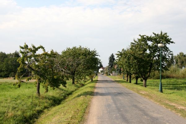 Osice, Trávník, 17.9.2011
Třešňová alej na jižním okraji obce.
Klíčová slova: Osice Trávník u Osic Anthaxia candens