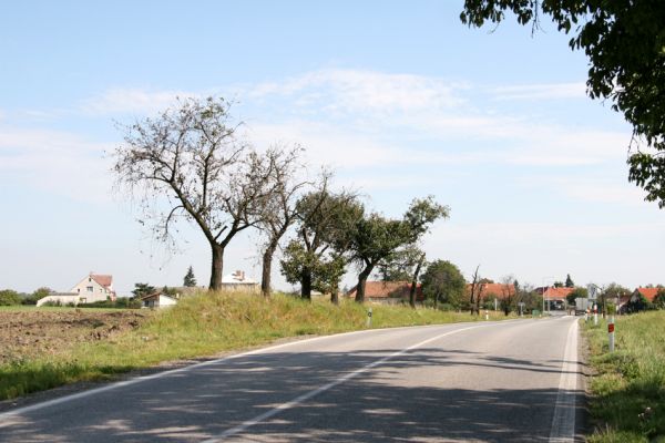 Voleč, 17.9.2011
Třešňová alej u silnice na Chýšť.
Klíčová slova: Voleč Anthaxia candens