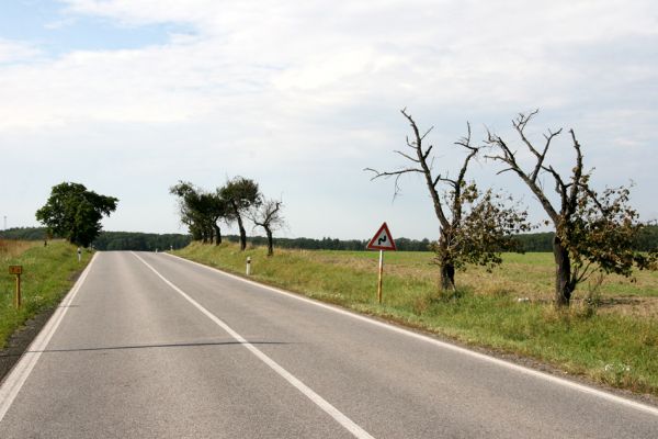 Voleč, 17.9.2011
Třešňová alej u silnice na Chýšť.
Klíčová slova: Voleč Anthaxia candens