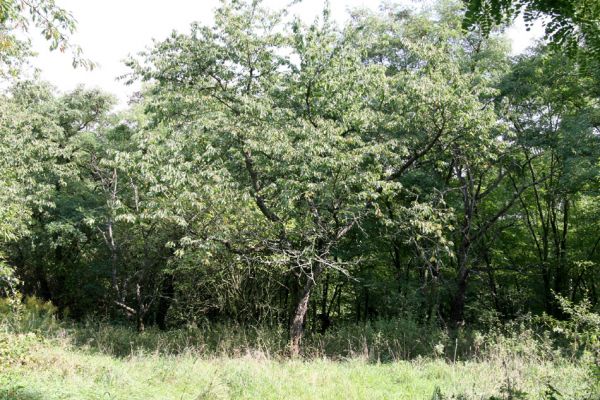 Chlumec nad Cidlinou, 22.9.2011
Zpustlá třešňovka v lese u silnice na Lišice.
Klíčová slova: Chlumec nad Cidlinou