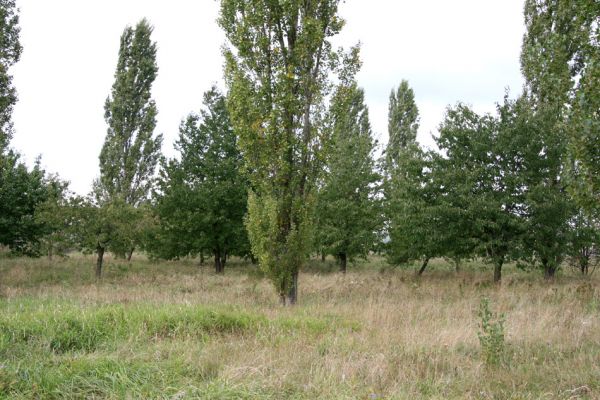 Hlušice, Hlušičky, 22.9.2011
Mladá třešňovka na jižním okraji obce. 
Klíčová slova: Hlušice Hlušičky Anthaxia candens