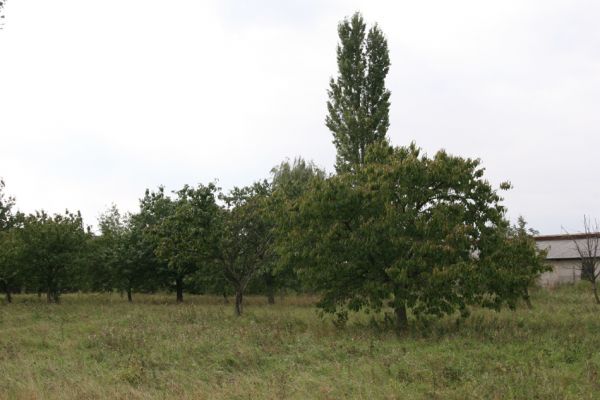 Hlušice, Hlušičky, 22.9.2011
Mladá třešňovka na jižním okraji obce. 
Klíčová slova: Hlušice Hlušičky Anthaxia candens