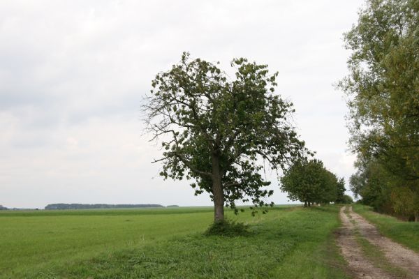 Kozojídky, 22.9.2011
Třešňová alej na západním okraji obce.
Klíčová slova: Vinary Kozojídky Anthaxia candens