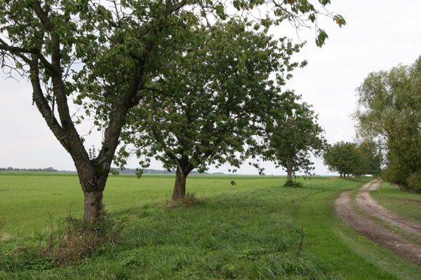 Kozojídky, 22.9.2011
Třešňová alej na západním okraji obce.
Klíčová slova: Vinary Kozojídky Anthaxia candens