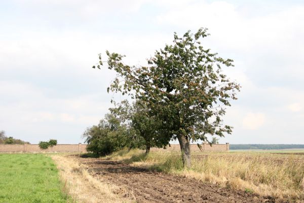 Lužec nad Cidlinou, 22.9.2011
Třešně u hřbitova.
Klíčová slova: Lužec nad Cidlinou Anthaxia candens