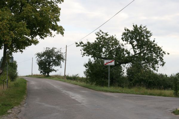 Měník, 22.9.2011
Třešeň u silnice na Bydžovskou Lhotu.
Klíčová slova: Měník Anthaxia candens