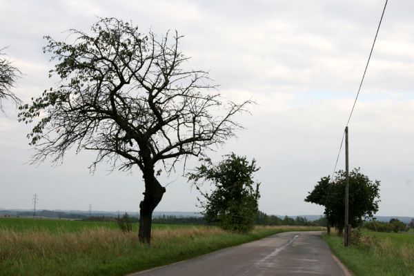 Měník, 22.9.2011
Třešeň u silnice na Bydžovskou Lhotu.
Klíčová slova: Měník Anthaxia candens