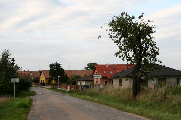 Mlékosrby, 22.9.2011
Třešeň na jižním okraji obce.
Klíčová slova: Mlékosrby Anthaxia candens