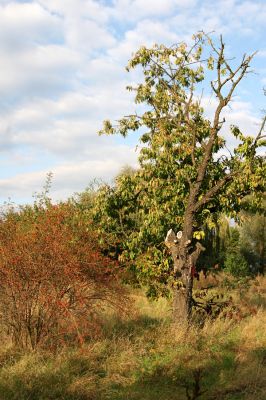 Mlékosrby, 22.9.2011
Třešňovka na jižním okraji obce.
Schlüsselwörter: Mlékosrby Anthaxia candens