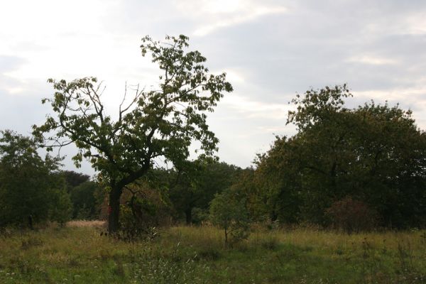 Mlékosrby, 22.9.2011
Třešňovka na jižním okraji obce.
Klíčová slova: Mlékosrby Anthaxia candens