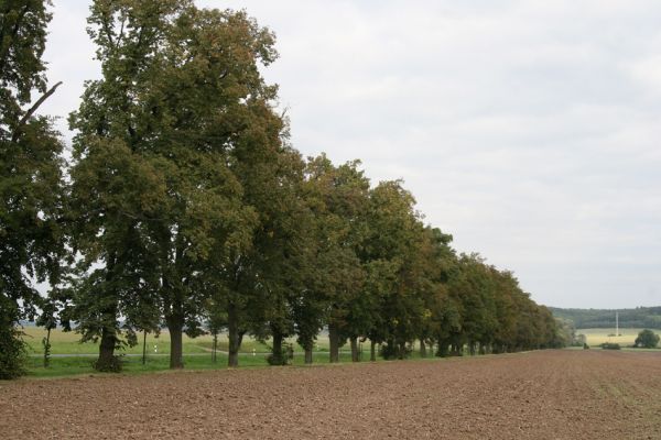 Nový Bydžov, Metličany, 22.9.2011
Lipová alej u silnice na Prasek.
Klíčová slova: Nový Bydžov Metličany Lamprodila rutilans