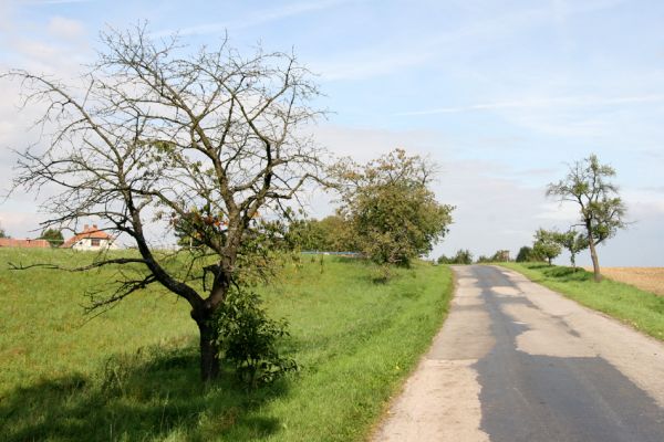 Sekeřice, 22.9.2011
Třešně u silnice na jižním okraji obce.
Klíčová slova: Sekeřice vjezd Anthaxia candens