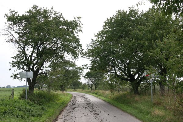 Žlunice, 22.9.2011
Třešňová alej u silnice k obci Sekeřice.
Klíčová slova: Žlunice Anthaxia candens