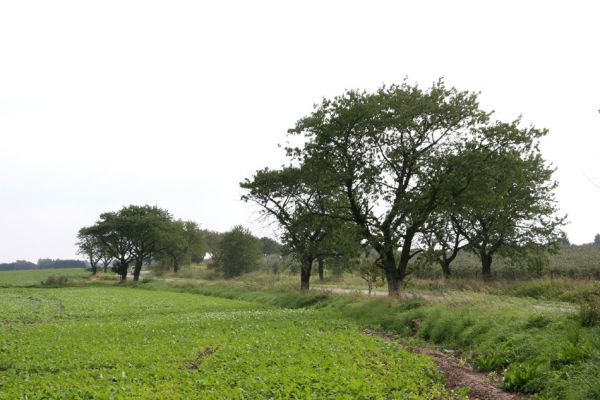 Žlunice, 22.9.2011
Třešňová alej u silnice k obci Sekeřice.
Klíčová slova: Žlunice Anthaxia candens
