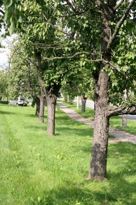 Skochovice, 22.9.2011
Třešňovka v obci.
Klíčová slova: Skochovice Anthaxia candens