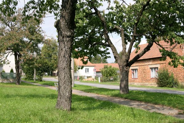 Skochovice, 22.9.2011
Třešňovka v obci.
Klíčová slova: Skochovice Anthaxia candens