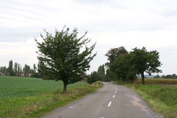 Smidarská Lhota, 22.9.2011
Třešňová alej u silnice na Vinary.
Klíčová slova: Vinary Smidarská Lhota Anthaxia candens