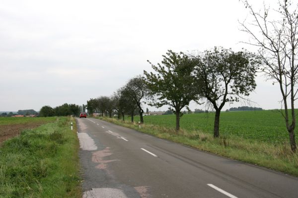Smidarská Lhota, 22.9.2011
Třešňová alej u silnice na Vinary.
Schlüsselwörter: Vinary Smidarská Lhota Anthaxia candens