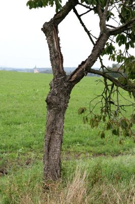 Smidarská Lhota, 22.9.2011
Třešňová alej u silnice na Vinary.
Schlüsselwörter: Vinary Smidarská Lhota Anthaxia candens