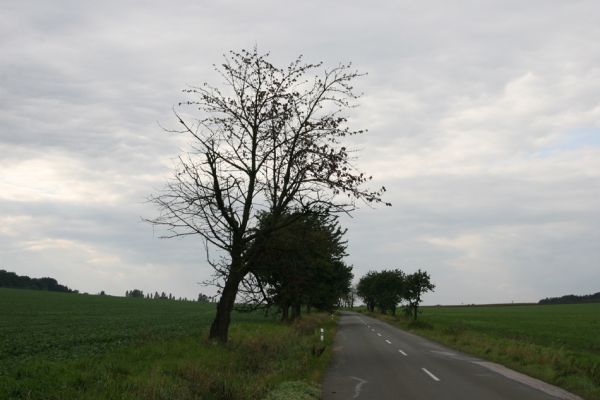 Smidarská Lhota, 22.9.2011
Třešňová alej u silnice na Vinary.
Klíčová slova: Vinary Smidarská Lhota Anthaxia candens