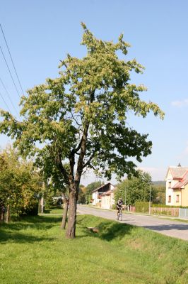 Lázně Belohrad, 26.9.2011
Prostřední Nová Ves. Třešeň u silnice osídlená krasci třešňovými.
Schlüsselwörter: Lázně Belohrad Prostřední Nová Ves Anthaxia candens