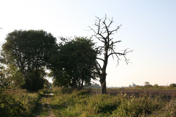 Mokrovousy, 26.9.2011
Třešně v ovocné aleji u polní cesty, východně od obce. 
Schlüsselwörter: Mokrovousy Anthaxia candens