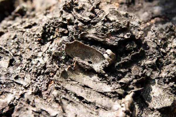 Pecka, 26.9.2011
Třešňová alej u silnice k Lázním. Výletový otvor krasce Anthaxia nitidula.
Klíčová slova: Pecka