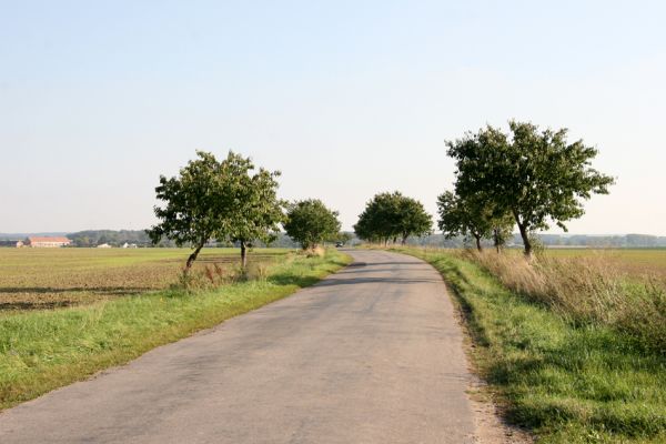 Šaplava, 26.9.2011
Mladá třešňová alej u silnice na Myštěves.
Schlüsselwörter: Šaplava