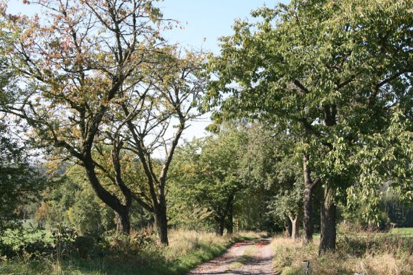 Červená Hora, 2.10.2011
Třešňová alej na jižně od obce.
Klíčová slova: Červená Hora