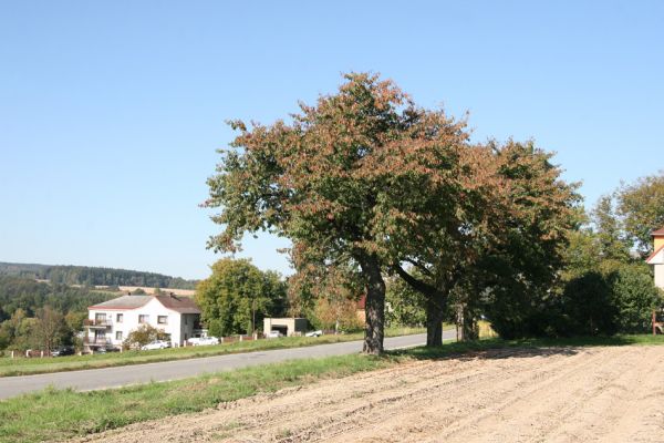 Červená Hora, 2.10.2011
Třešňová alej na jižním okraji obce.
Klíčová slova: Červená Hora