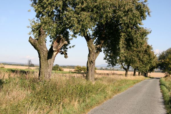 Hořičky, Nový Dvůr, 2.10.2011
Třešňová alej.
Klíčová slova: Hořičky Nový Dvůr