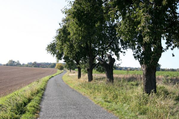 Hořičky, Nový Dvůr, 2.10.2011
Třešňová alej.
Klíčová slova: Hořičky Nový Dvůr