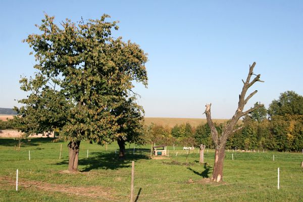 Kuks, 2.10.2011
Staré třešně u hřbitova.
Schlüsselwörter: Kuks Slotov