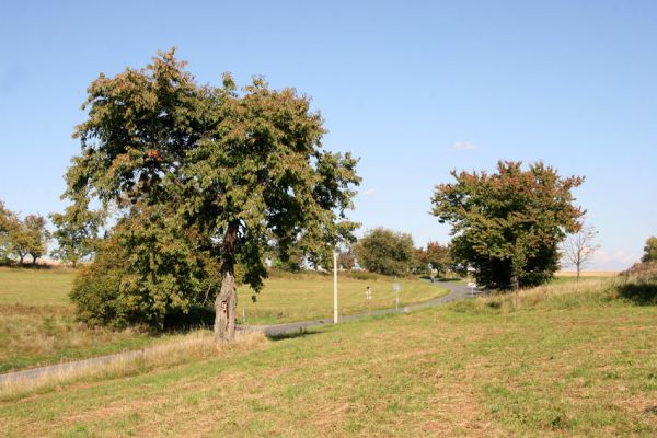 Litoboř, 2.10.2011
Třešňové aleje v okolí silnice na Slatinu.
Klíčová slova: Litoboř
