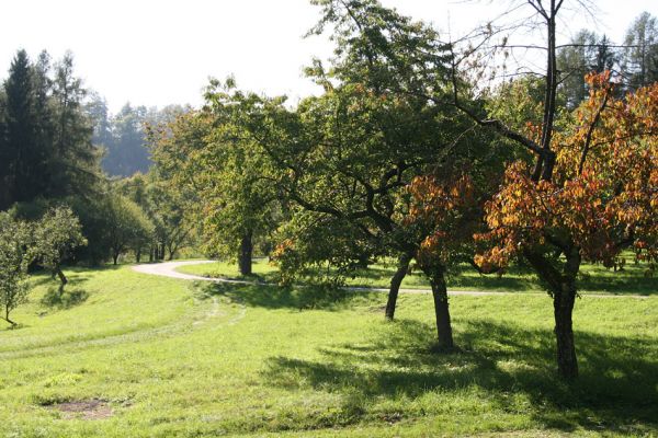 Žernov, Rýzmburk, 2.10.2011
Třešňovka nad Babiččiným údolím.
Klíčová slova: Žernov Rýzmburk Anthaxia candens