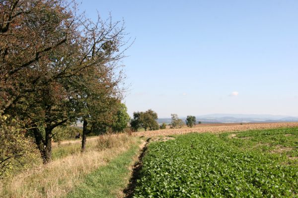 Slatina nad Úpou, 2.10.2011
Třešňová alej na západním okraji obce. Pohled na Orlické hory.
Klíčová slova: Slatina nad Úpou Orlické hory