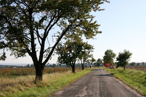 Újezdec u Hořiček, 2.10.2011
Třešňová alej u silnice na Hořičky.
Schlüsselwörter: Lhota pod Hořičkami Újezdec u Hořiček