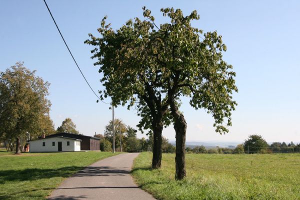 Žernov, 2.10.2011
Dvě třešně u hřiště osídlené krasci třešňovými.
Schlüsselwörter: Žernov hřiště Anthaxia candens