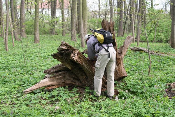 Doksany, 17.4.2011
Loužek - lužní les. Petr prozkoumává trouchnivý pařez dubu osídlený kovaříky Ampedus elegantulus.
Klíčová slova: Doksany Loužek Ampedus elegantulus Brůha