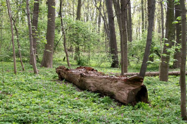Doksany, 17.4.2011
Loužek - lužní les. Trouchnivý kmen dubu osídlený kovaříky Ampedus pomorum.
Klíčová slova: Doksany Loužek Ampedus pomorum