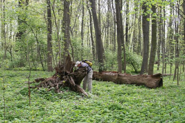 Doksany, 17.4.2011
Loužek - lužní les. Petr prozkoumává trouchnivý pařez dubu, osídlený kovaříky Ampedus elegantulus.
Klíčová slova: Doksany Loužek Ampedus elegantulus Brůha