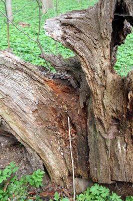 Doksany, 17.4.2011
Loužek - lužní les. Trouchnivý pařez dubu osídlený kovaříky Ampedus elegantulus.
Klíčová slova: Doksany Loužek Ampedus elegantulus