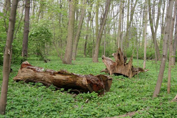 Doksany, 17.4.2011
Loužek - lužní les. 
Klíčová slova: Doksany Loužek Ampedus elegantulus pomorum