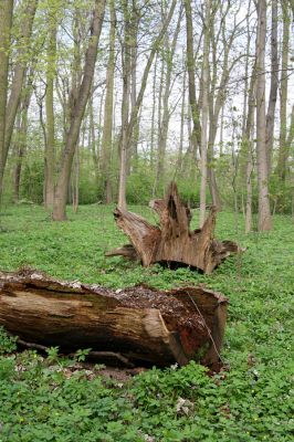Doksany, 17.4.2011
Loužek - lužní les. 
Klíčová slova: Doksany Loužek Ampedus elegantulus pomorum