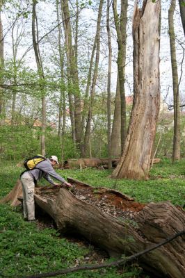 Doksany, 17.4.2011
Loužek - lužní les. Trouchnivý kmen dubu osídlený kovaříky Ampedus pomorum.
Keywords: Doksany Loužek Ampedus pomorum Brůha