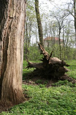 Doksany, 17.4.2011
Loužek - lužní les. 
Klíčová slova: Doksany Loužek