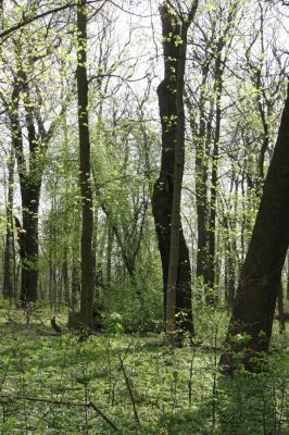 Doksany, 17.4.2011
Loužek - lužní les. 
Klíčová slova: Doksany Loužek